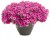 Supertunia MINI VISTA Hot Pink p9