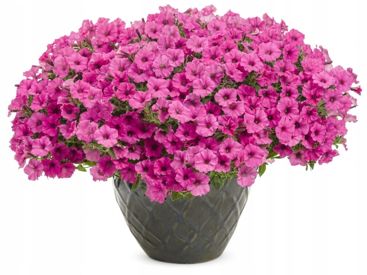 Supertunia MINI VISTA Hot Pink p9