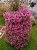 Supertunia MINI VISTA Hot Pink p9