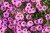 Supertunia MINI VISTA Hot Pink p9