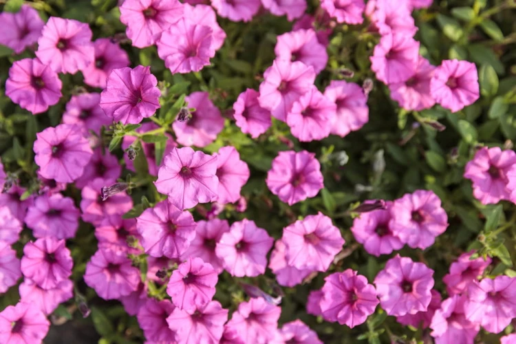 Supertunia MINI VISTA Hot Pink p9