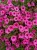Supertunia MINI VISTA Hot Pink p9