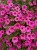 Supertunia MINI VISTA Hot Pink p9