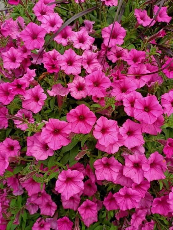 Supertunia MINI VISTA Hot Pink p9