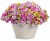 Supertunia MINI VISTA Hot Pink p9