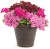 Supertunia MINI VISTA Hot Pink p9