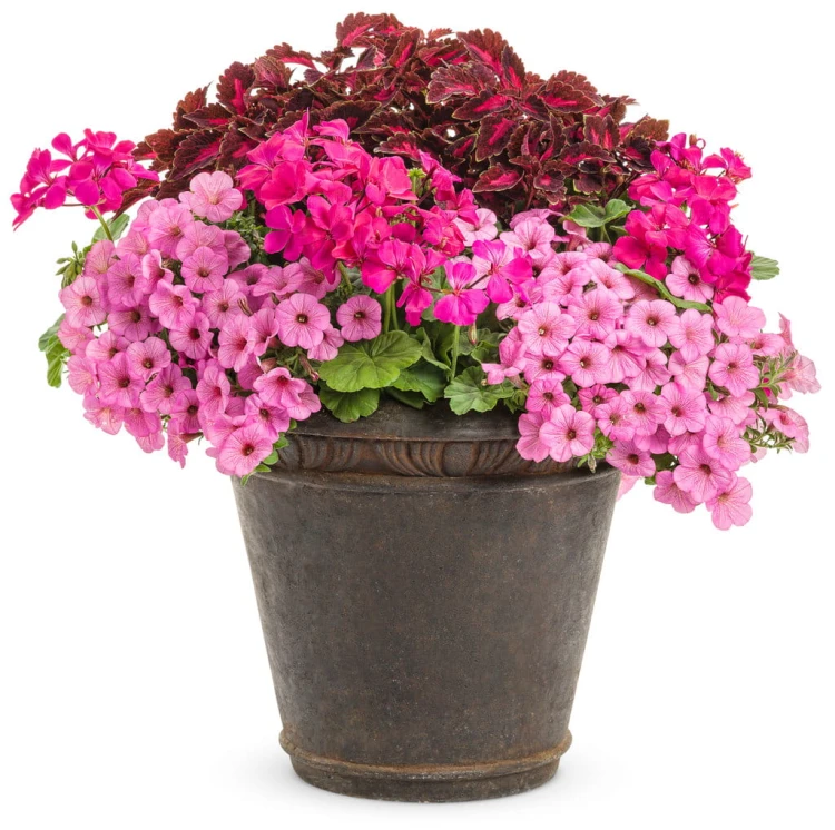 Supertunia MINI VISTA Hot Pink p9