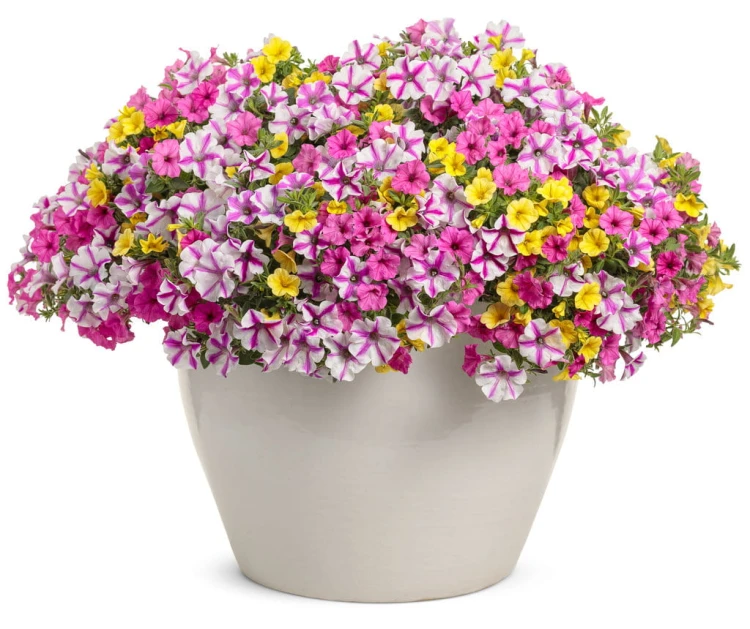 Supertunia MINI VISTA Hot Pink p9