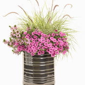 Supertunia MINI VISTA Hot Pink p9