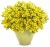 Supertunia MINI VISTA Yellow P9