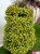 Supertunia MINI VISTA Yellow P9