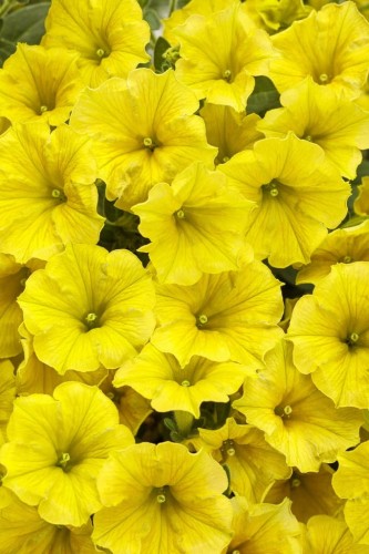 Supertunia MINI VISTA Yellow P9