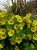 Supertunia MINI VISTA Yellow P9