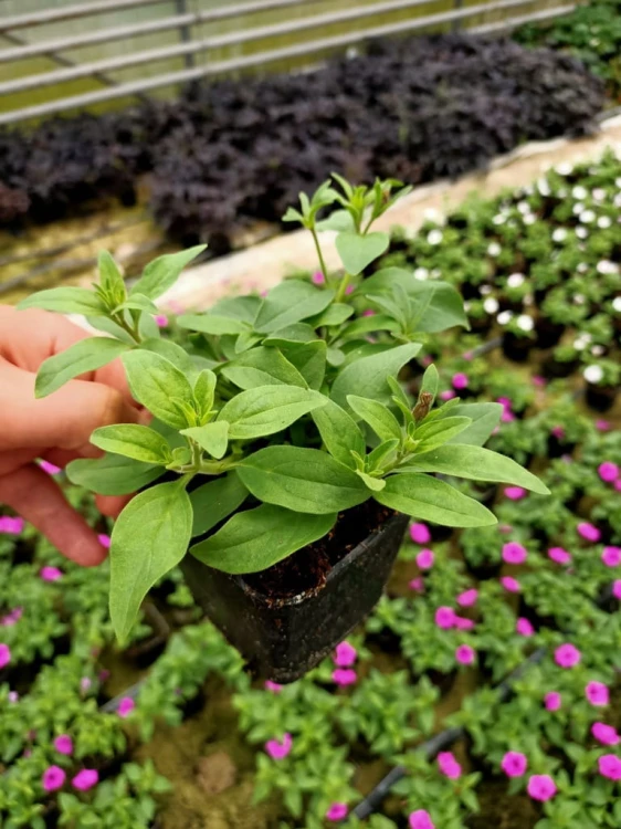 Supertunia MINI VISTA Yellow P9