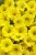 Supertunia MINI VISTA Yellow P9