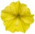 Supertunia MINI VISTA Yellow P9