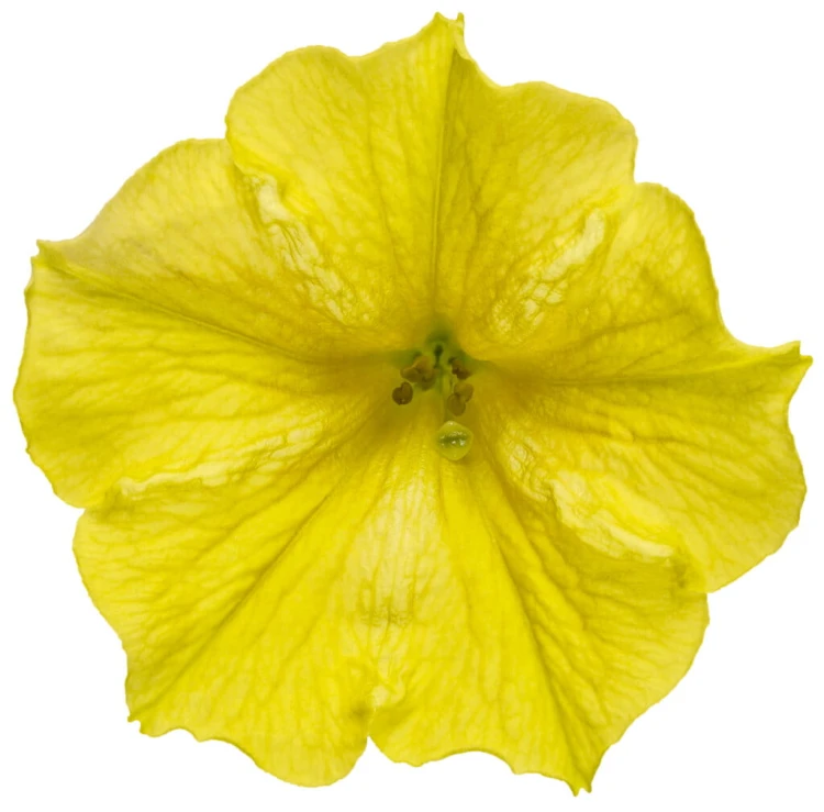 Supertunia MINI VISTA Yellow P9