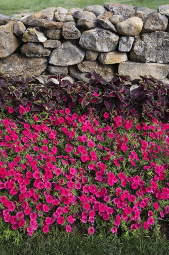 Supertunia VISTA PARADISE sadzonka p9