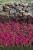 Supertunia VISTA PARADISE sadzonka p9