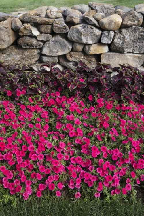 Supertunia VISTA PARADISE sadzonka p9