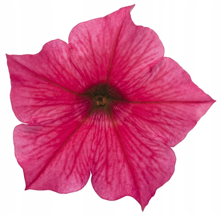 Supertunia VISTA PARADISE sadzonka p9