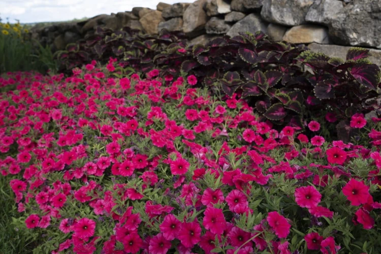 Supertunia VISTA PARADISE sadzonka p9