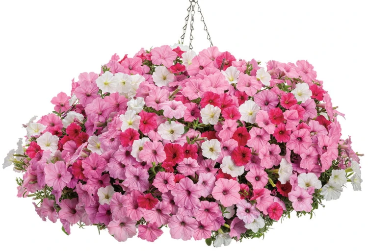 Supertunia VISTA PARADISE sadzonka p9