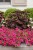 Supertunia VISTA PARADISE sadzonka p9