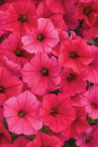 Supertunia VISTA PARADISE sadzonka p9