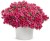 Supertunia VISTA PARADISE sadzonka p9