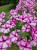 Supertunia VISTA Raspberry Star p9