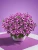 Supertunia VISTA Raspberry Star p9