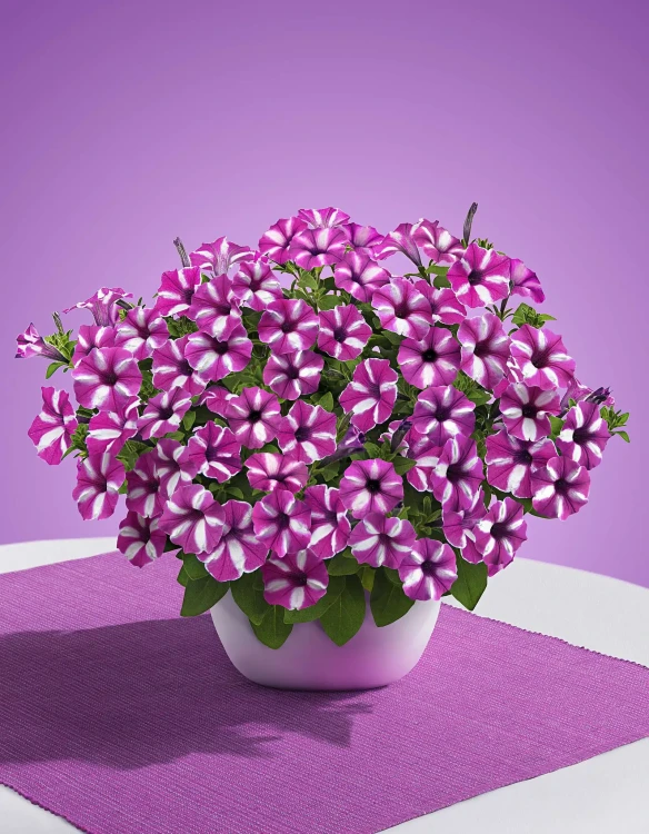 Supertunia VISTA Raspberry Star p9