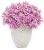 Supertunia VISTA Raspberry Star p9
