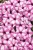 Supertunia VISTA Raspberry Star p9