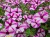 Supertunia VISTA Raspberry Star p9
