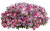 Supertunia VISTA Raspberry Star p9