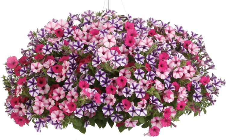 Supertunia VISTA Raspberry Star p9