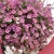 Supertunia VISTA Raspberry Star p9
