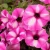 Supertunia VISTA Raspberry Star p9