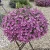 Supertunia VISTA Raspberry Star p9