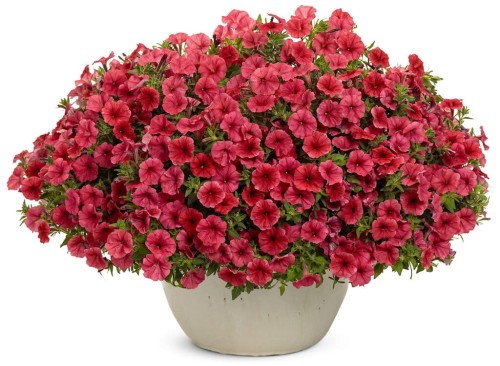 Supertunia MINI VISTA Coral P9