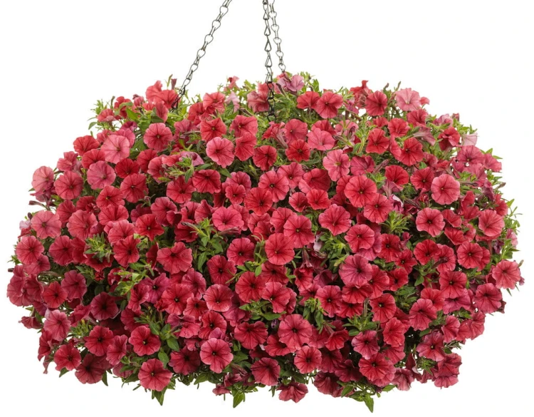 Supertunia MINI VISTA Coral P9