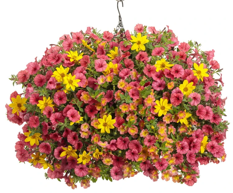 Supertunia MINI VISTA Coral P9