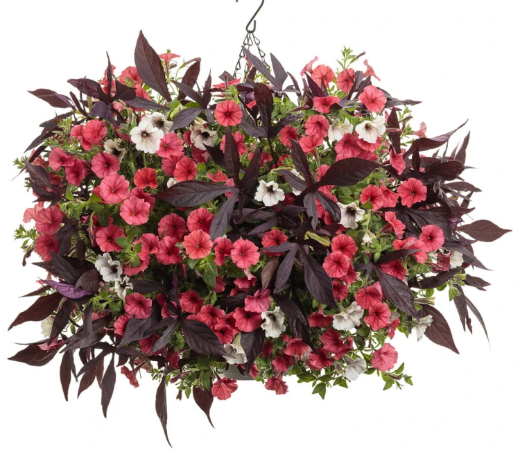 Supertunia MINI VISTA Coral P9