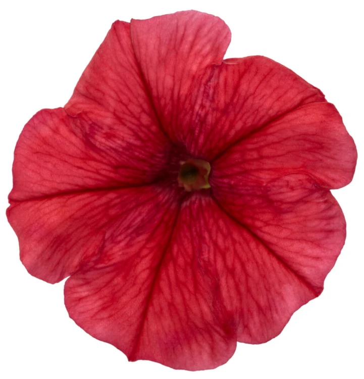 Supertunia MINI VISTA Coral P9