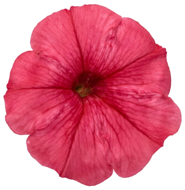 Supertunia MINI VISTA Coral P9
