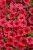 Supertunia MINI VISTA Coral P9