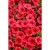 Supertunia MINI VISTA Coral P9