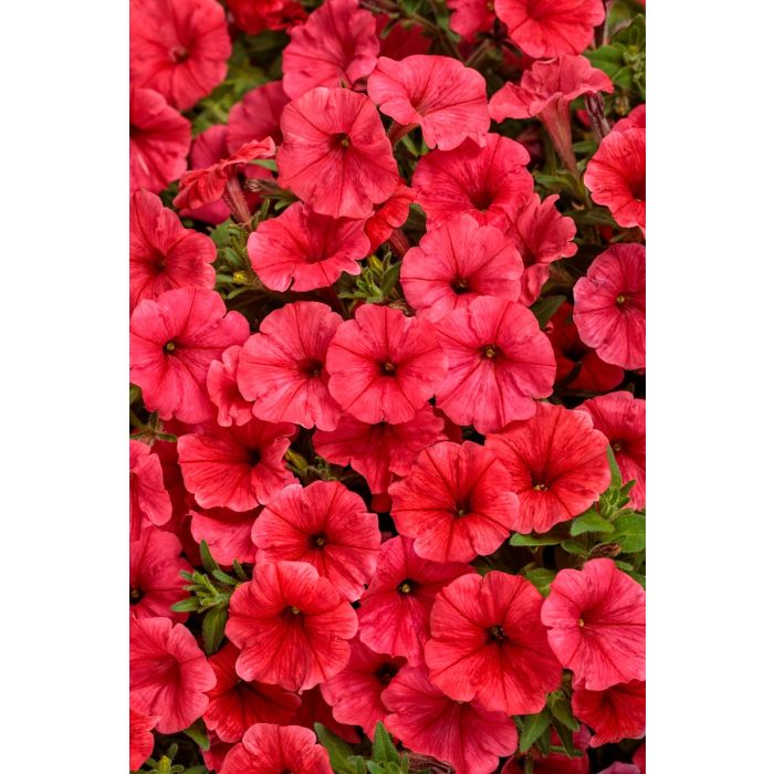 Supertunia MINI VISTA Coral P9